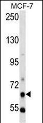 PCK1 Antibody in Western Blot (WB)