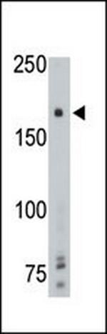 PTPRG Antibody in Western Blot (WB)