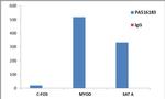 Histone H3 Antibody