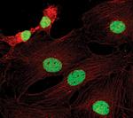 H3K9me2 Antibody in Immunocytochemistry (ICC/IF)