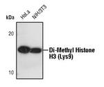 H3K9me2 Antibody in Western Blot (WB)