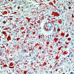 GFAP Antibody in Immunohistochemistry (Paraffin) (IHC (P))