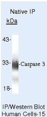 Caspase 3 Antibody in Immunoprecipitation (IP)