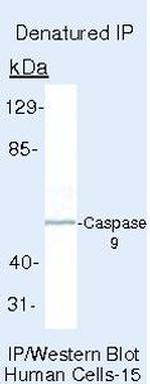 Caspase 9 Antibody in Immunoprecipitation (IP)