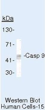 Caspase 9 Antibody in Western Blot (WB)