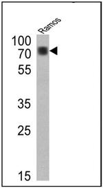 Human IgD (Heavy chain) Secondary Antibody in Western Blot (WB)