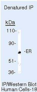 Estrogen Receptor alpha Antibody in Immunoprecipitation (IP)