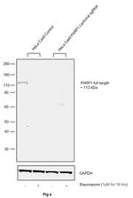 PARP1 Antibody in Western Blot (WB)