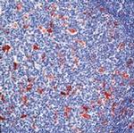 Lysozyme Antibody in Immunohistochemistry (Paraffin) (IHC (P))