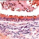 beta Tubulin Antibody in Immunohistochemistry (Paraffin) (IHC (P))