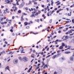 eNOS Antibody in Immunohistochemistry (Paraffin) (IHC (P))