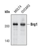 BRG1 Antibody in Western Blot (WB)