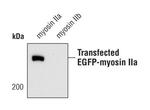 MYH9 Antibody in Western Blot (WB)