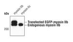 MYH10 Antibody in Western Blot (WB)