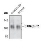 GABBR2 Antibody in Western Blot (WB)