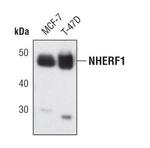 EBP50 Antibody in Western Blot (WB)