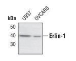 ERLIN1 Antibody in Western Blot (WB)