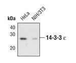 14-3-3 epsilon Antibody in Western Blot (WB)