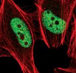 H3K36me3 Antibody in Immunocytochemistry (ICC/IF)