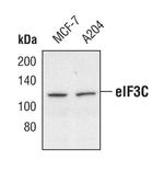 eIF3c Antibody in Western Blot (WB)