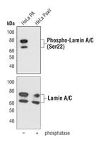 Phospho-Lamin A/C (Ser22) Antibody in Western Blot (WB)