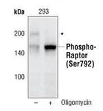 Phospho-Raptor (Ser792) Antibody in Western Blot (WB)