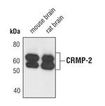 CRMP2 Antibody in Western Blot (WB)