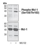 Phospho-MCL1 (Ser159, Thr163) Antibody