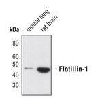 Flotillin 1 Antibody in Western Blot (WB)