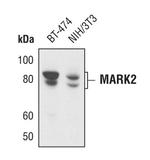 MARK2 Antibody in Western Blot (WB)