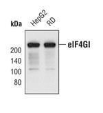 eIF4G Antibody in Western Blot (WB)