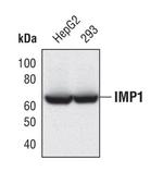 IGF2BP1 Antibody in Western Blot (WB)