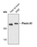 Plexin-A1 Antibody in Western Blot (WB)