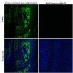 c-Met Antibody in Immunohistochemistry (Paraffin) (IHC (P))