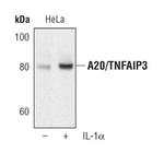 TNFAIP3 Antibody in Western Blot (WB)