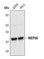 WDR77 Antibody in Western Blot (WB)