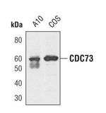 Cdc73 Antibody in Western Blot (WB)