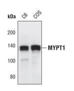 MYPT1 Antibody in Western Blot (WB)