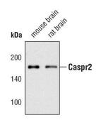 Caspr2 Antibody in Western Blot (WB)