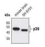 p39 Antibody in Western Blot (WB)