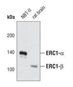 ERC1 Antibody in Western Blot (WB)