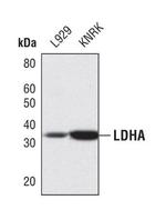 LDHA Antibody in Western Blot (WB)