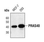 PRAS40 Antibody in Western Blot (WB)