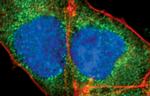 Cripto Antibody in Immunocytochemistry (ICC/IF)