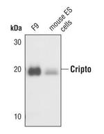 Cripto Antibody in Western Blot (WB)