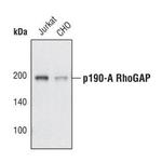 GRF-1 Antibody in Western Blot (WB)