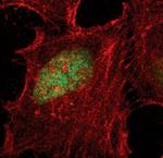 Phospho-HP1 gamma (Ser83) Antibody in Immunocytochemistry (ICC/IF)