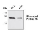 RPS3 Antibody in Western Blot (WB)