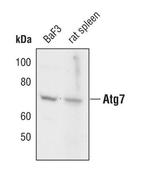 ATG7 Antibody in Western Blot (WB)