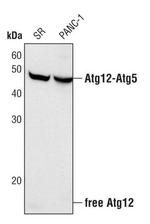 ATG12 Antibody in Western Blot (WB)